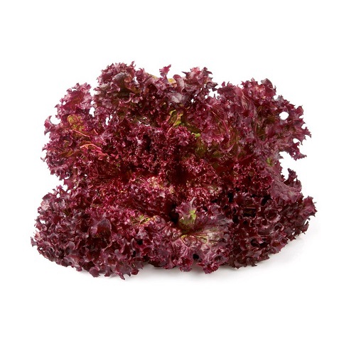 BIBIT SELADA MERAH RUBY RED LETTUCE REPACKING