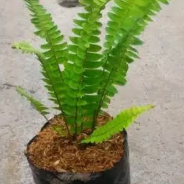 Tanaman Pakis Kelabang mini