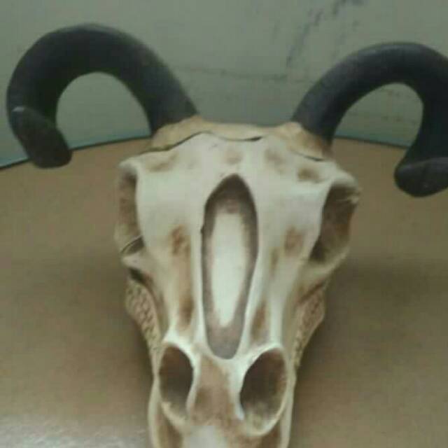 Asbak tengkorak kambing