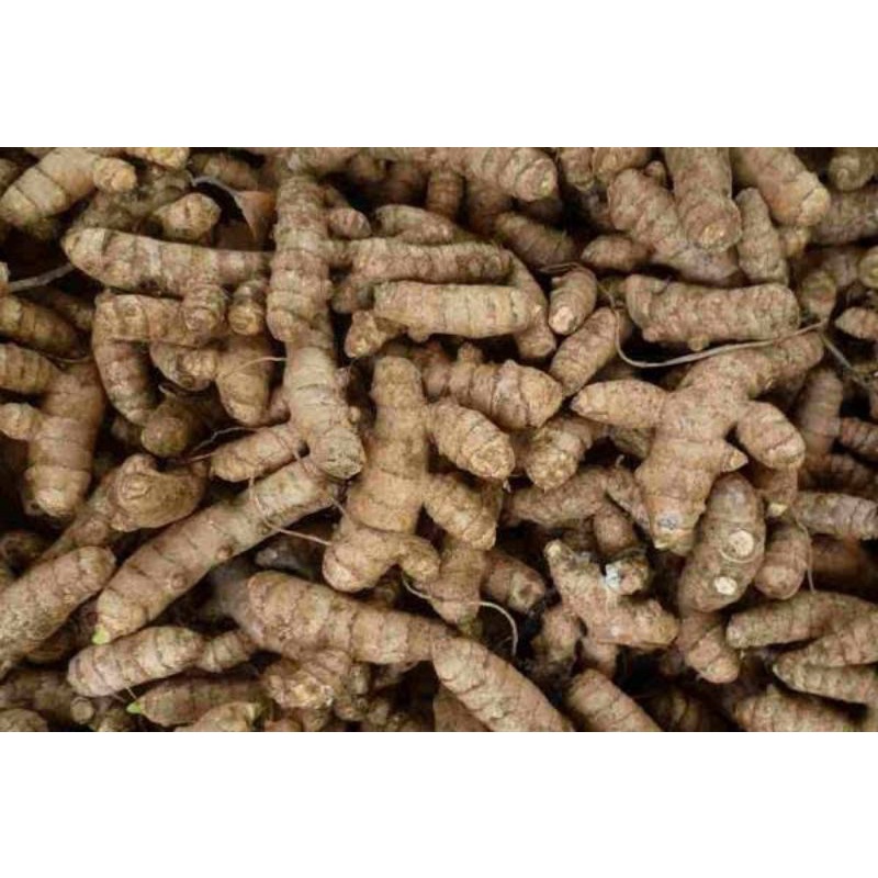 

Kunyit segar langsung dari kebun