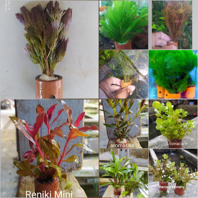 10 jenis pot tanaman aquascape