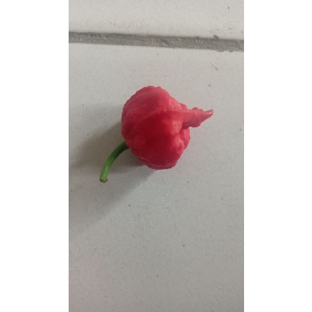 

cabe Carolina Reaper (cabe terpedas di dunia)