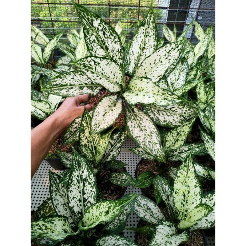 aglonema snow white remaja daun rimbun