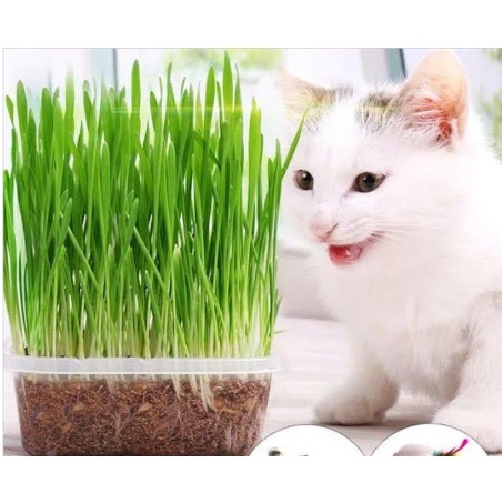 GANDUM SM 25 GR - Biji Catgrass Benih Rumput Kucing Benih Wheatgrass ISI RATUSAN