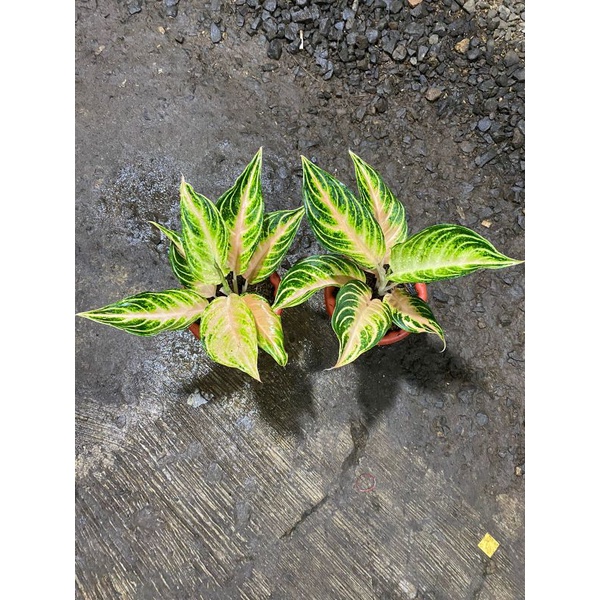 aglonema pink sunset remaja