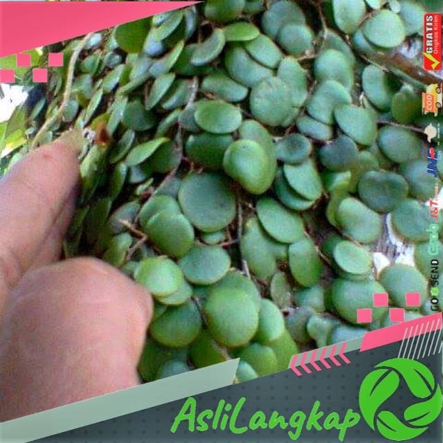 

Daun sisik naga segar(1kg)