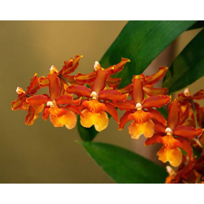 Seedling atau Bibit Anggrek Oncidium Catante Los Robles