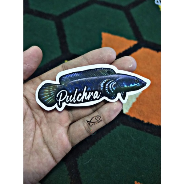 Stiker Channa Pulchra | Pulchra