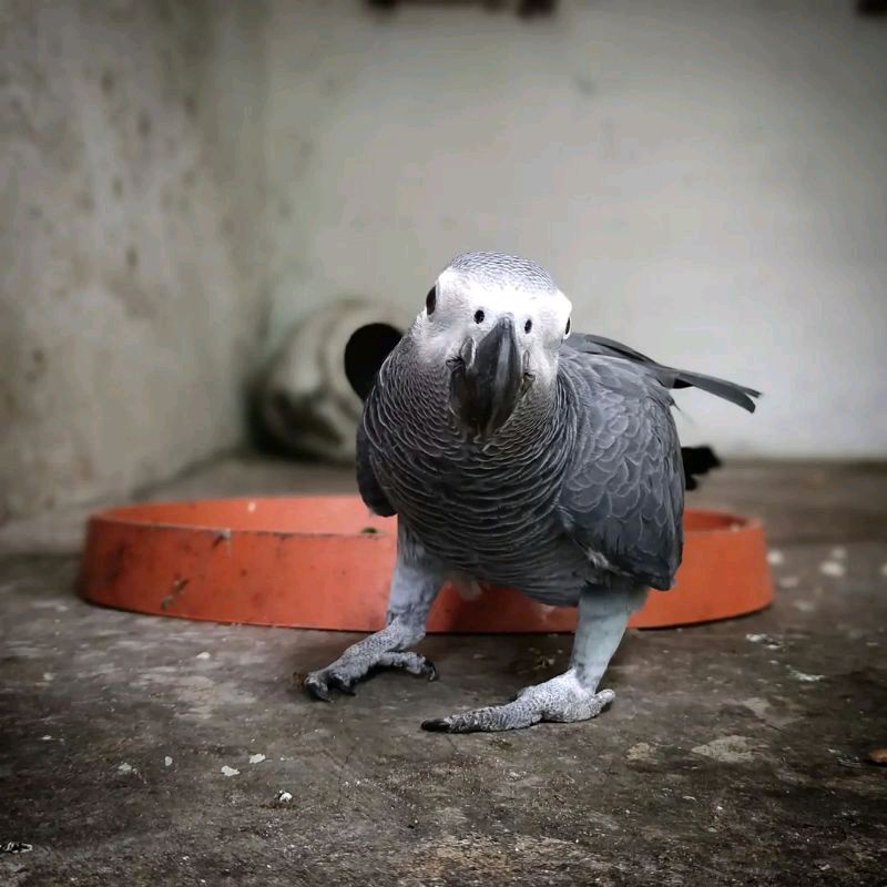 

parrot grey telur burung kakatua abu-abu