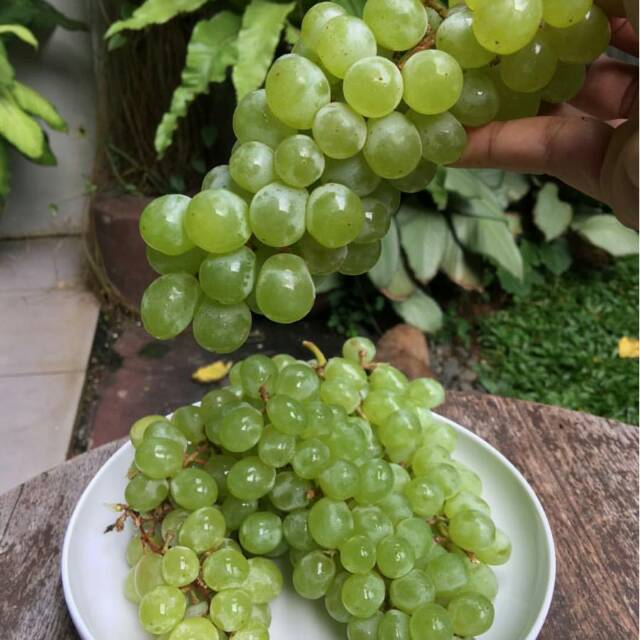 

Anggur Thompson Seedless tanpa biji