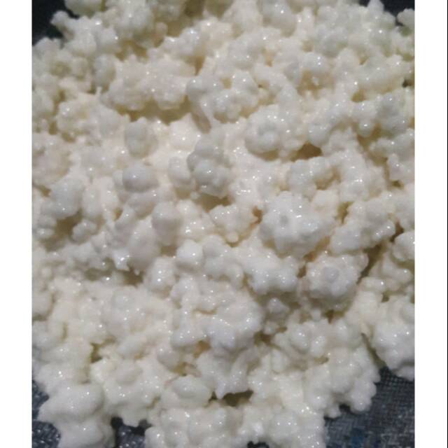 Grain/Bibit Kefir