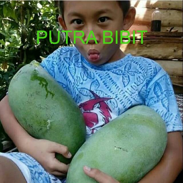 Bibit mangga Mahatir okulasi