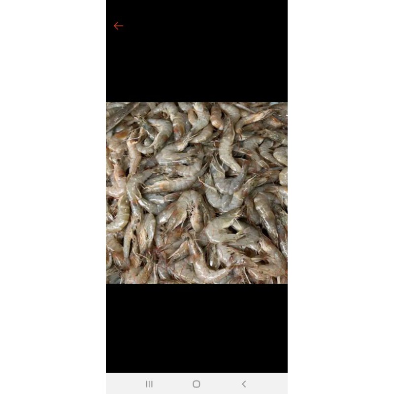 

udang peci 1kg