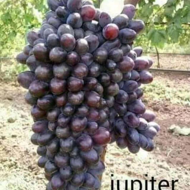 BIBIT ANGGUR IMPORT JUPITER