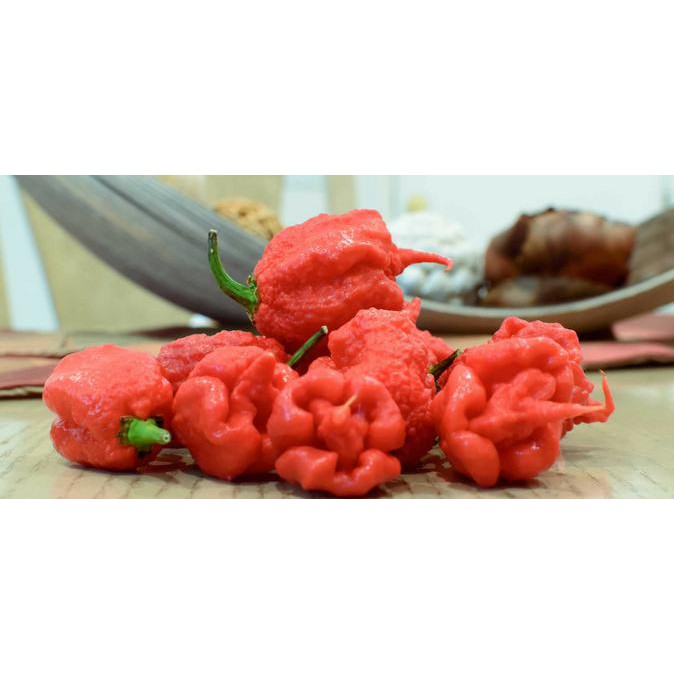 

Dijual Pure Capsicum Extract Ghost Pepper Jolokia Ekstrak Murni Cabe Pedas Terlaris