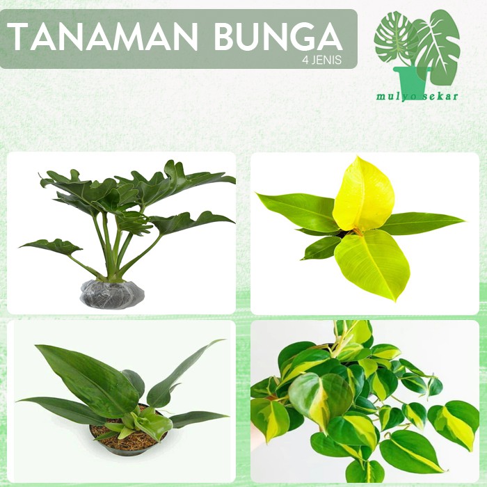 Tanaman Hias Bunga Philodendron - Bunga Philo (Usia Remaja)