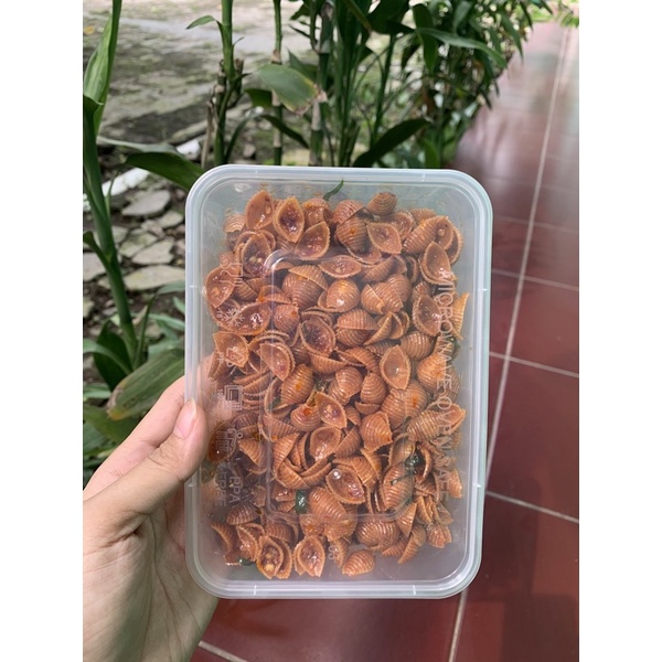 

MAKARONI KERANG ukuran XL