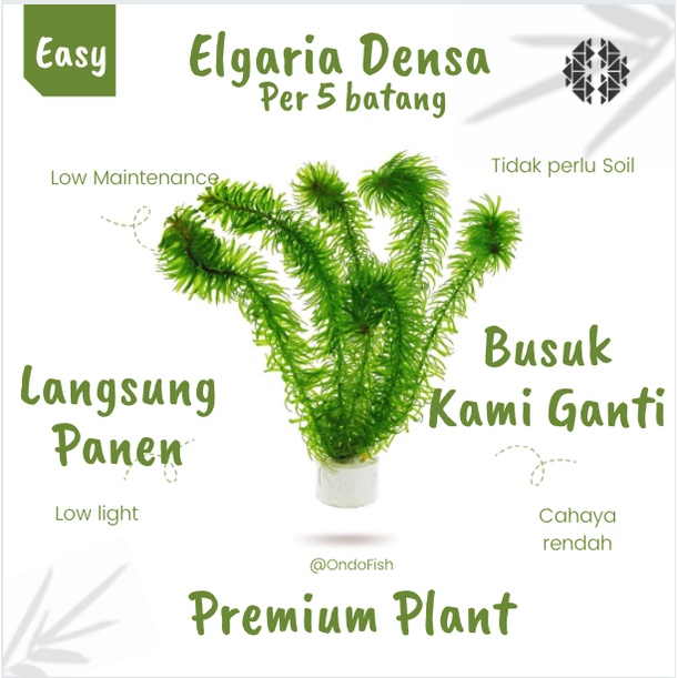 Hydrilla Verticillata hidrila elgaria densa Tanaman aquascape