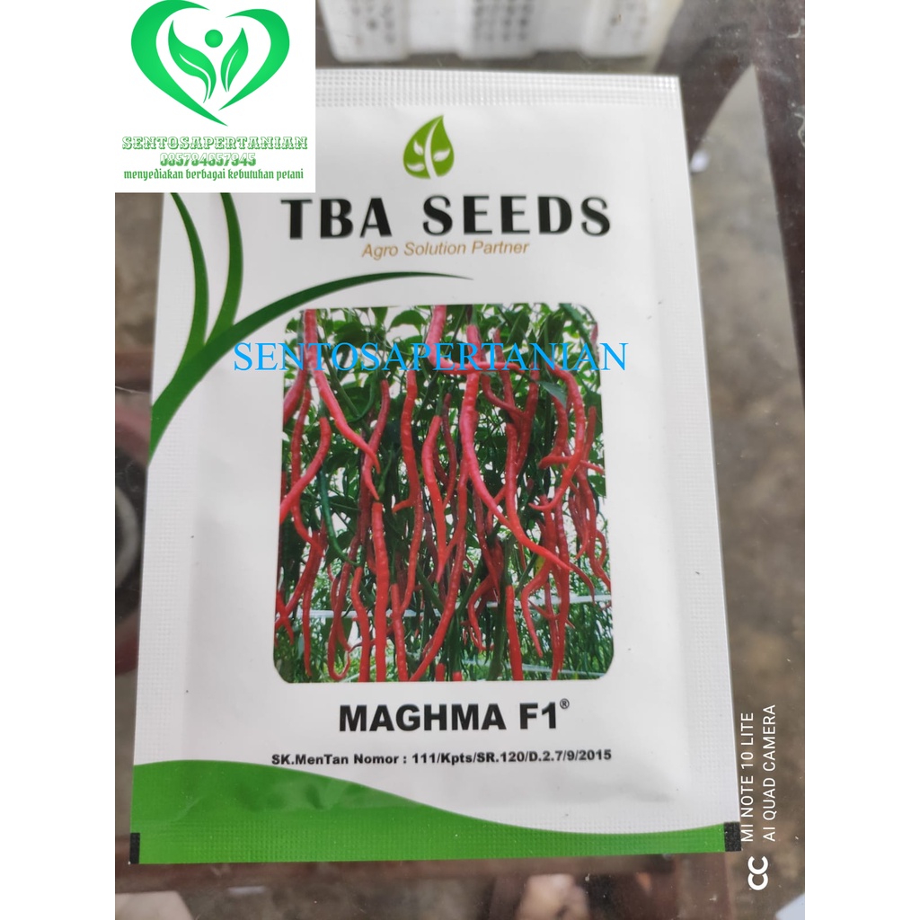 benih cabai merah keriting CLAUSE MAGHMA F1 10 gram dari TBA SEED