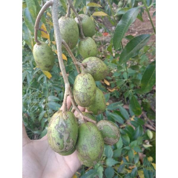 

Buah kedongdong matang 500g