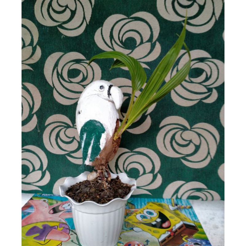 Bonsai Kelapa Ukir Tanaman Hias Unik