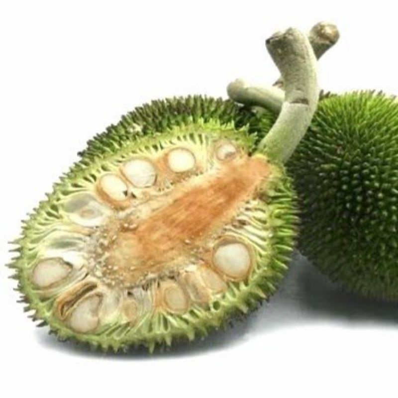 

kluwih sayur / Timbul 1 pcs