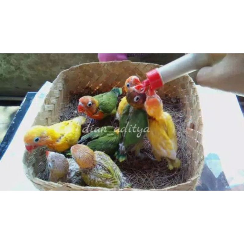 Exotic Bubur Pakan Lolohan Burung Kemasan 100gr Original