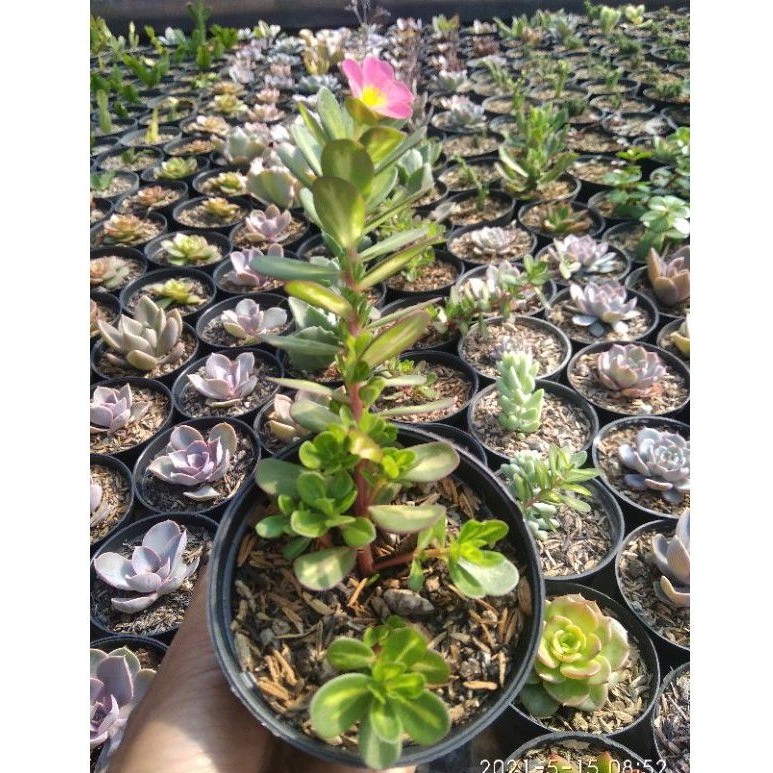 Sekulen Kaktus Sukulen Tanaman Gantung