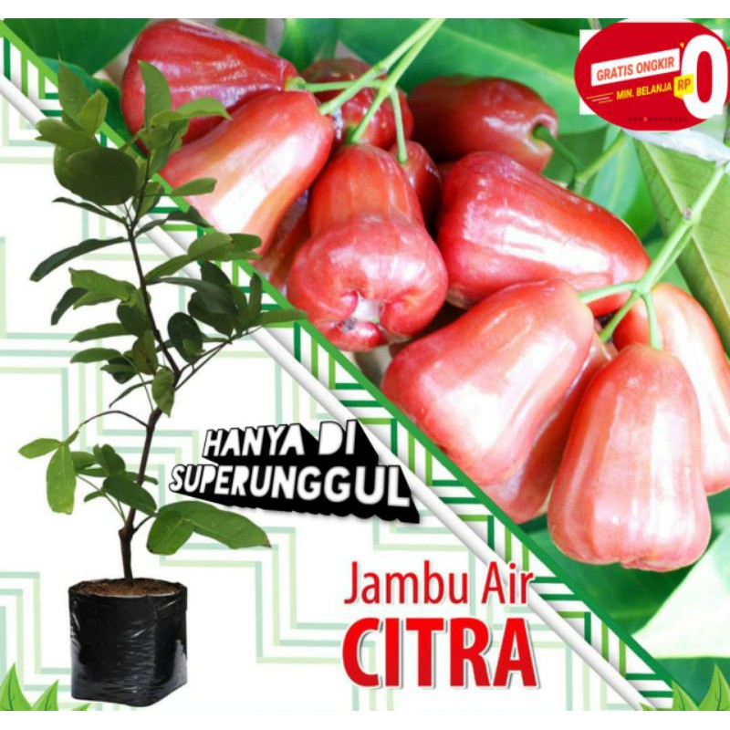 bibit jambu air citra