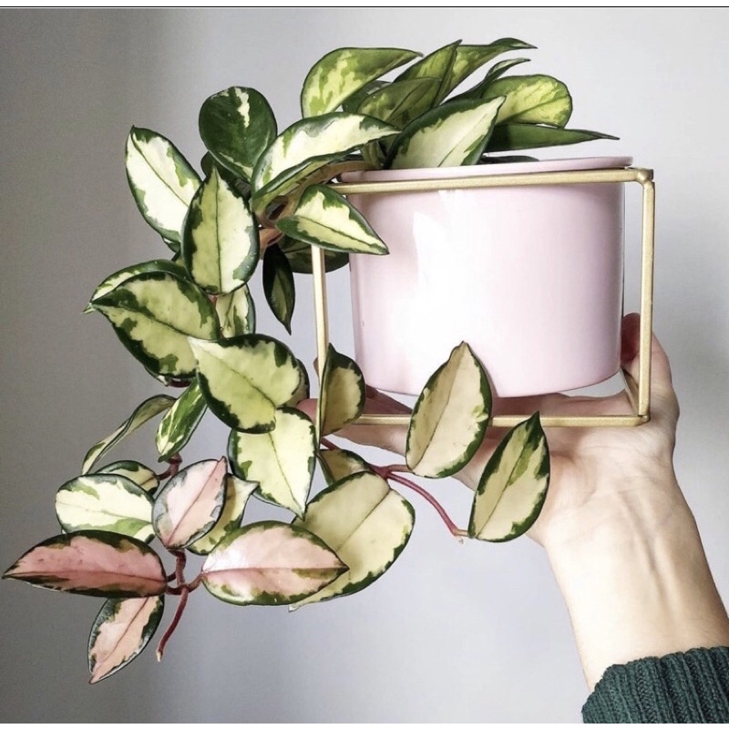 tanaman hias Hoya carnosa varigata