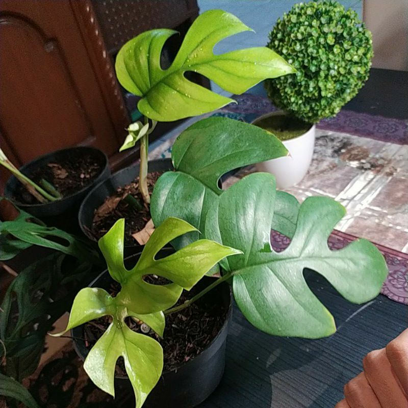 raphidopora tetrasperma