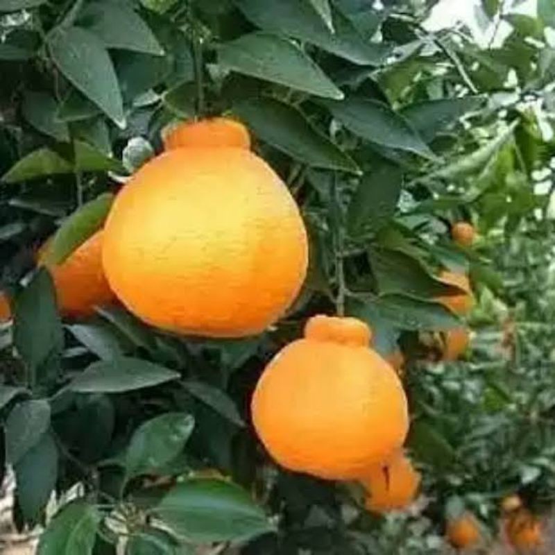 Bibit jeruk dekopon genjah
