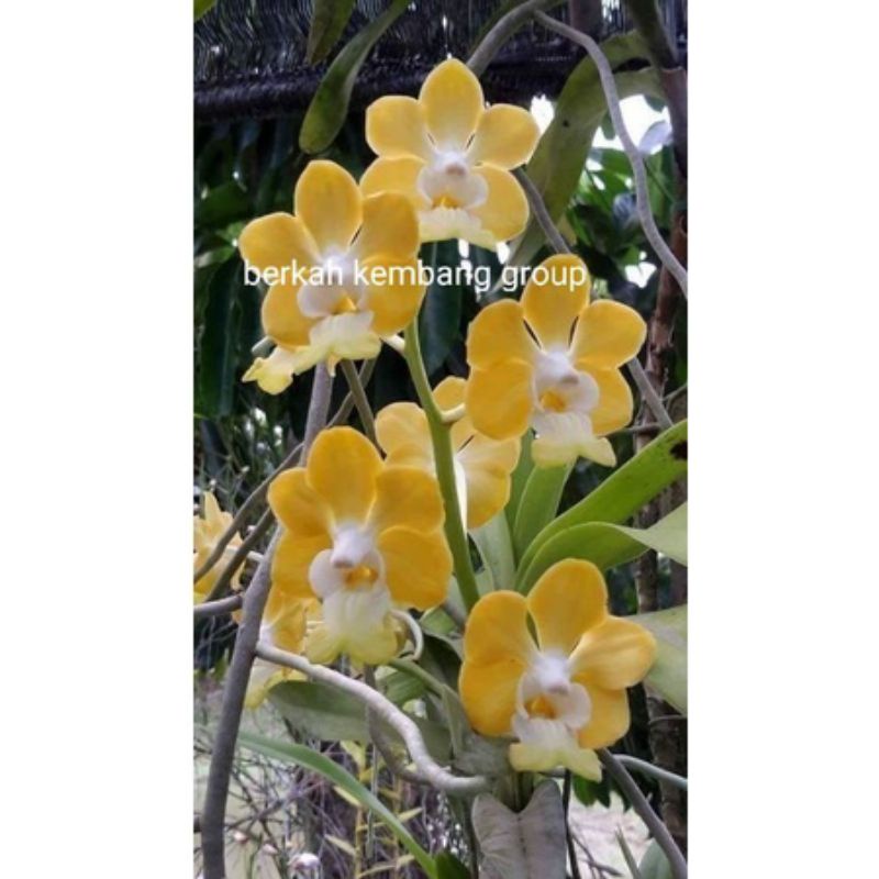 TANAMAN HIAS ANGGREK VANDA// YELLOW