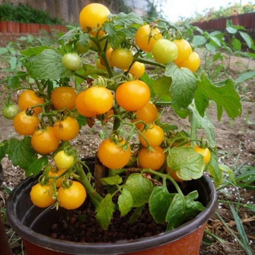 Benih-Bibit Tomat Cherry Microtom Yellow (Haira Seed)