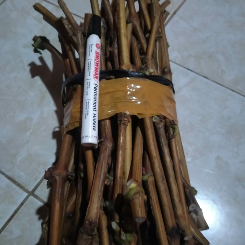 cutting anggur import trans valid