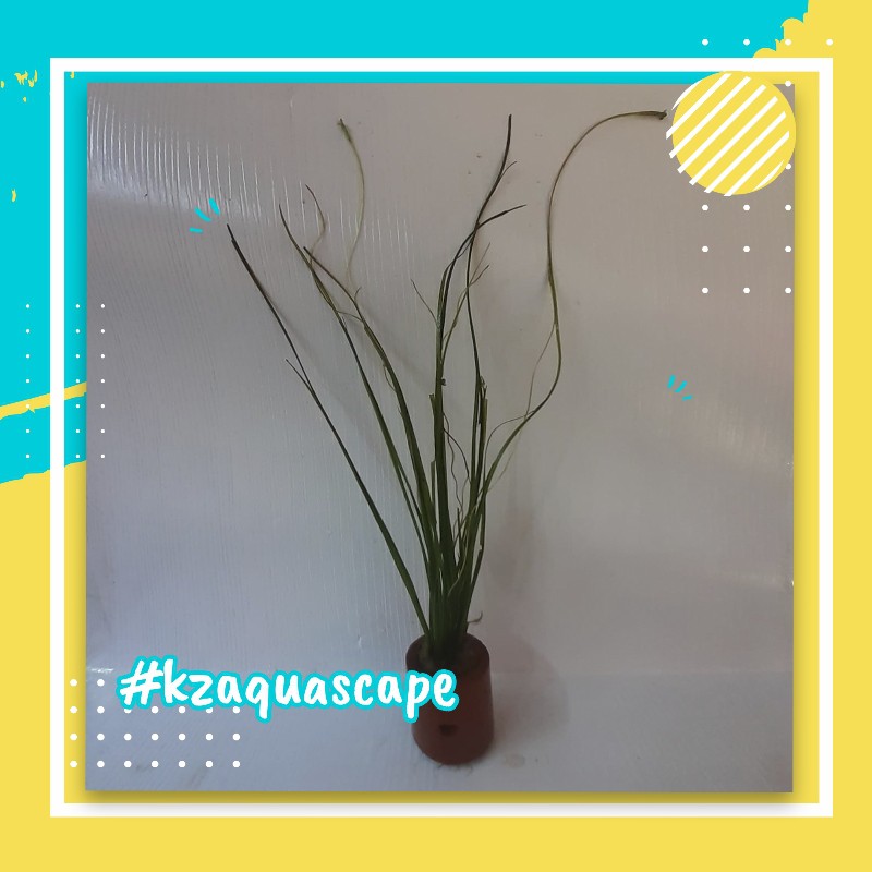 VALLISNERIA NATAN TANAMAN AQUASCAPE TANAMAN AIR HIDUP DEKORASI AQUASCAPE FULL AIR HIASAN AKUARIUM