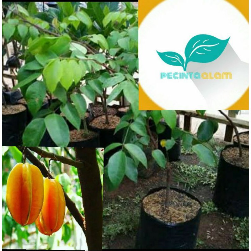 Bibit pohon belimbing bangkok merah/Tanaman buah belimbing bangkok