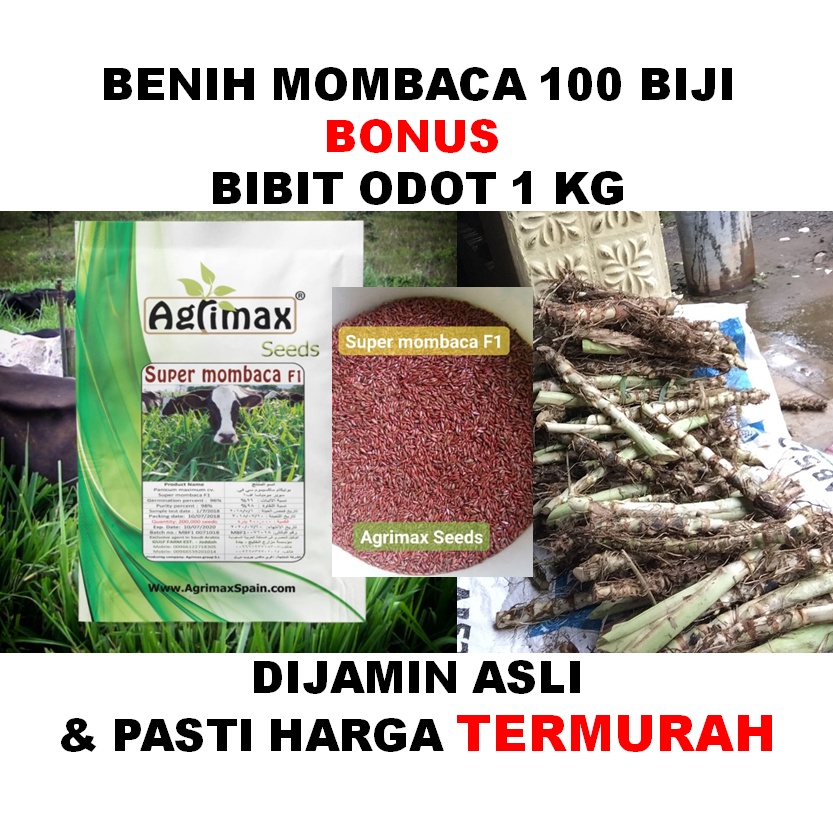 Benih mombaca F1 100 biji bonus bibit odot 1 kg kualitas super