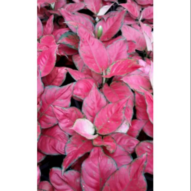 Tanaman hias aglonema red anjamani -aglonema red anjamani