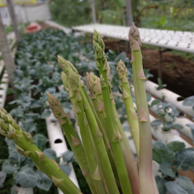 

Asparagus