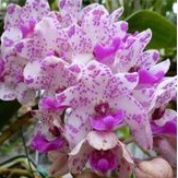 ANGGREK VANDA RHY GIGANTEA PLY DEWASA (165k)