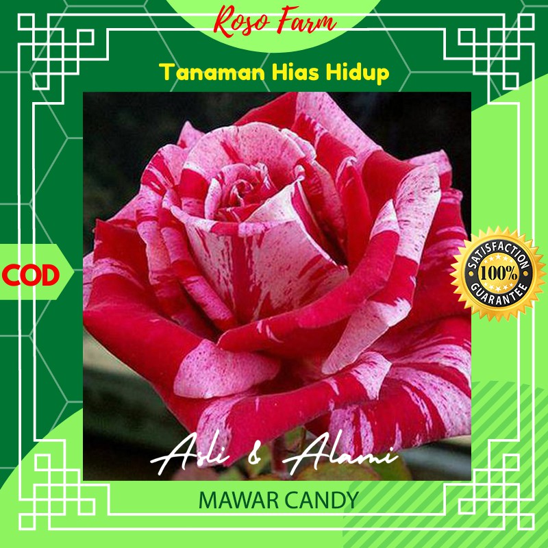 Tanaman Hias Bunga Mawar Candy Kebun Berkebun Bibit Benih Kembang Asli Alami Hidup Garansi