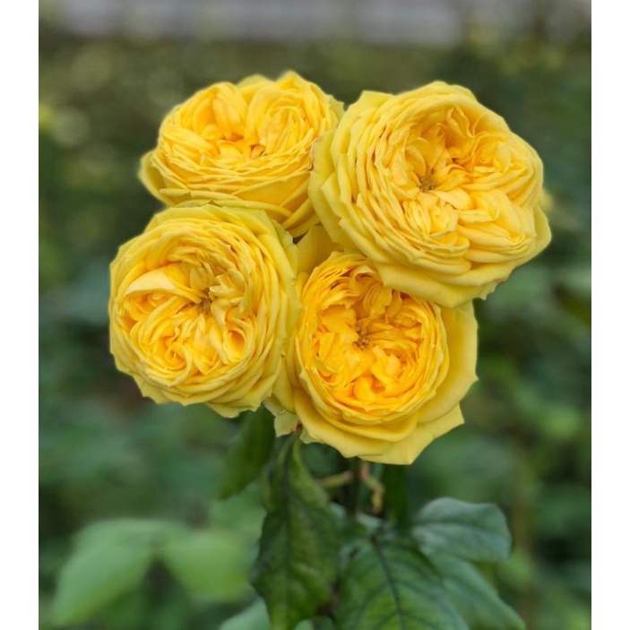 Bunga mawar import CATALINA - mawar import bibit - tanaman hias