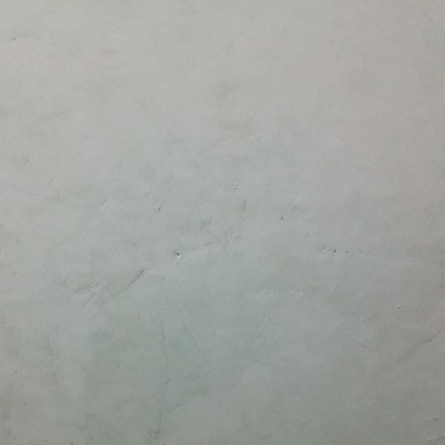 Johrnia 4 Benih Bunga Mawar Multicolor B