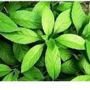 

jual daun sambung nyawa segar 500g