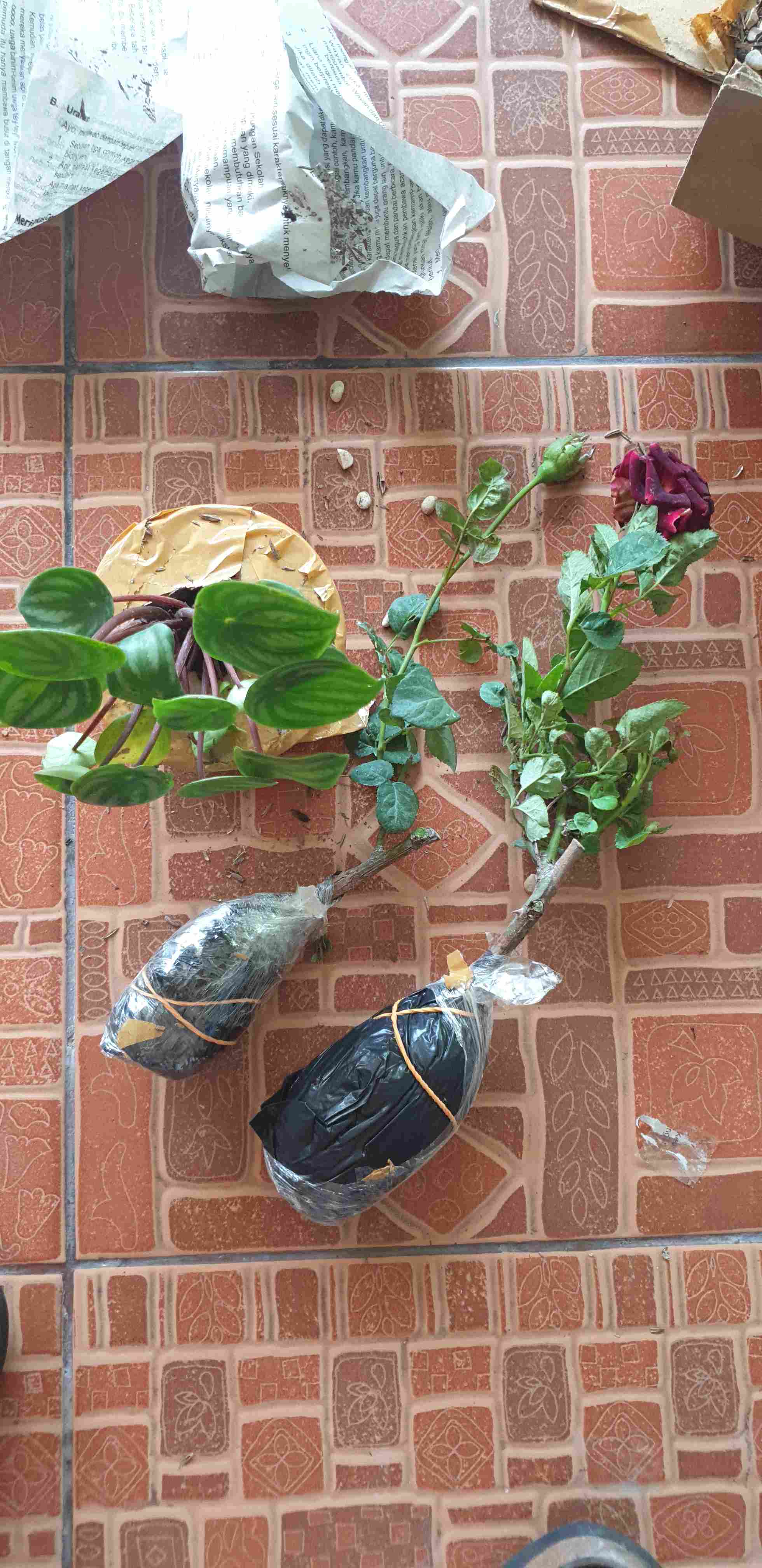 Peperomia Watermelon