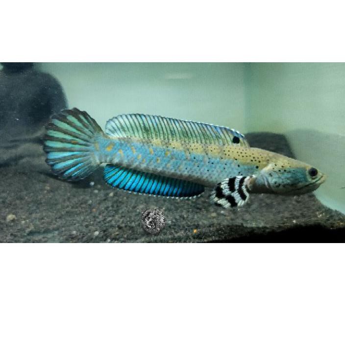 ▌▌▌ Channa Blue Pulchra 10CM Grade A (bonus pelet premium blue)