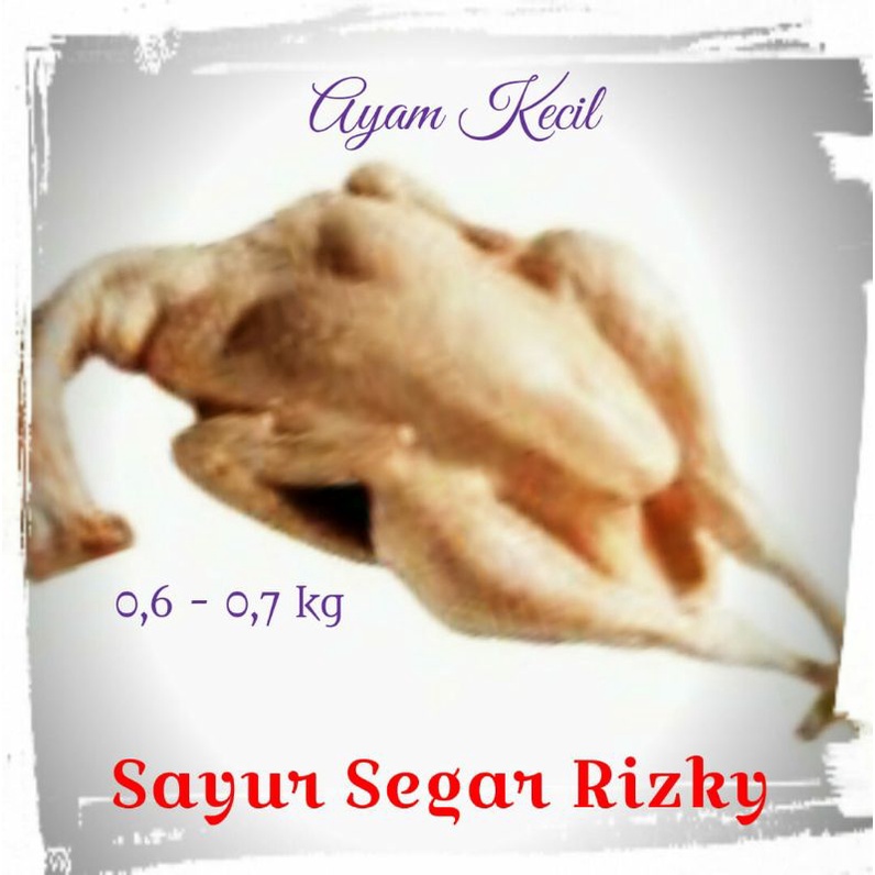 

Ayam Segar Kecil