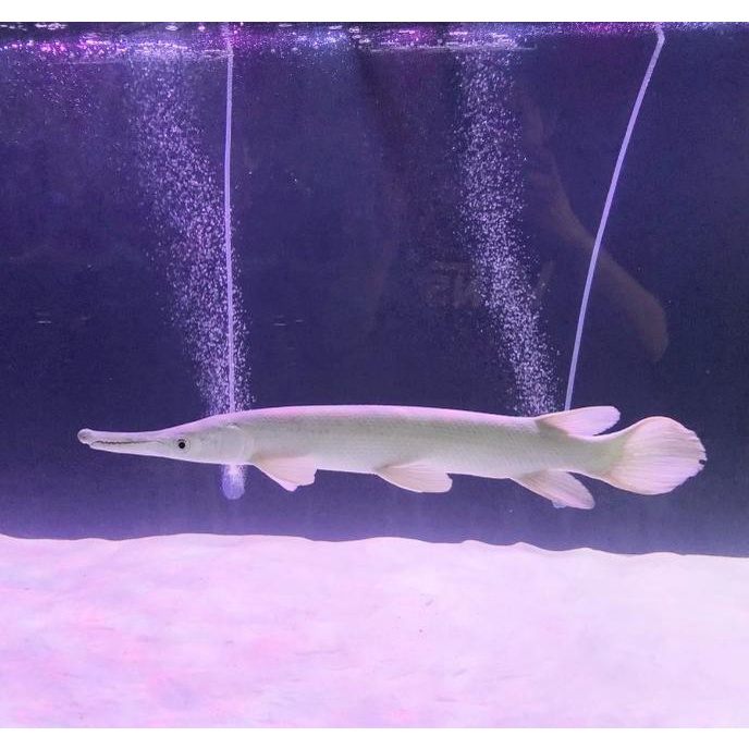 Jual Platinum snow white aligator gar Shopee Indonesia