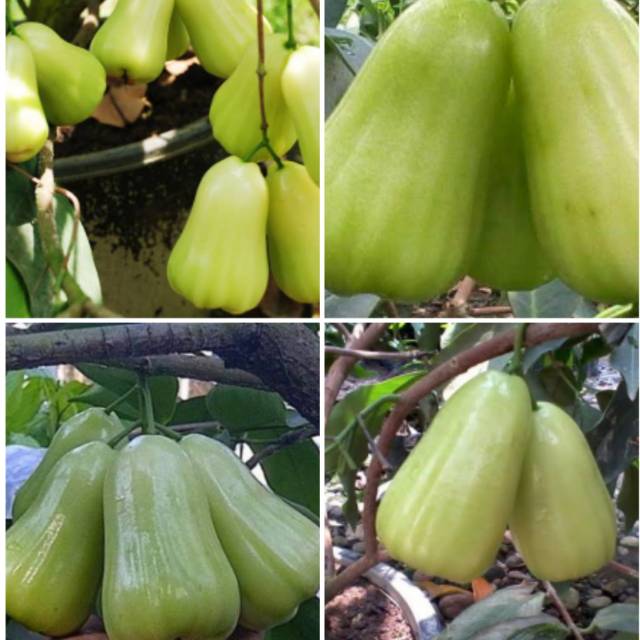 Bibit jambu super green taiwan